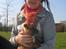 Staffordshire bull terrier ENVY