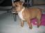 Staffordshire bull terrier ENVY
