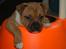 Staffordshire bull terrier ENVY