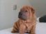 Shar pei Taz