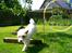 Jack russell terrier Jason R.I.P (kun 4½ år)  - 17. hoppe igemmen ringen, du må være sindsyg, nej nej vi hopper bare over her..