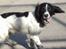Engelsk springer spaniel Mickey - Så er det tid til at score tøzzer:) er i klar der ude??