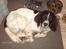 Engelsk springer spaniel Mickey - Jeg tog ikke skoene , det var dem der kom til mig:)