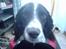 Engelsk springer spaniel Mickey - Er jeg ikk bare skøn at se på:)