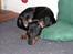 Engelsk toy terrier Fifi Gong Gong    - Endnu et billede af Fifi taget af hendes tidligere ejer.. Her tager hun sig lige en slapper