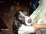 Engelsk springer spaniel Mickey - Vi sku lige have en dans:) tralala