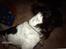 Engelsk springer spaniel Mickey - Ingen komentarer! tak:)