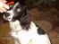 Engelsk springer spaniel Mickey - JEG VIL HJEM! Ring til min mor for pokker!