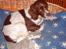 Engelsk springer spaniel Lucky - Mig i min elskede kurv...
