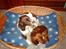 Engelsk springer spaniel Lucky - Mig og min lillebror midt i vores kurvemøde...