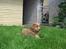 Nova scotia duck tolling retriever Tolkien - Her i graset er så dejligt!!