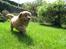 Nova scotia duck tolling retriever Tolkien