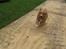 Nova scotia duck tolling retriever Tolkien - Juhhu!! Her kommer jeg!!
