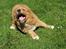 Nova scotia duck tolling retriever Tolkien - Jeg vil lege!!