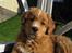 Nova scotia duck tolling retriever Tolkien