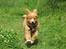 Nova scotia duck tolling retriever Tolkien