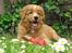 Nova scotia duck tolling retriever Tolkien