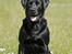 Labrador retriever Tjalfe - Velkommen til Tjalfe´s profil :O)  