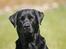 Labrador retriever Tjalfe