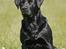 Labrador retriever Tjalfe