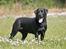Labrador retriever Tjalfe