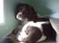 Engelsk springer spaniel Lucky - Ej lad dog være med at vække mig...