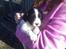 Engelsk springer spaniel Mickey - Som hvalp:) er jeg ikke kær!?