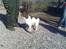 Engelsk springer spaniel Mickey - Min elskede mor:)