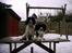 Engelsk springer spaniel Mickey - Mig og min storebror Lucky i sneen:)