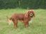 Cavalier king charles spaniel Düchess  [Himmelhunden] - Overrasket af kameraet ifærd med unoder i haven. 