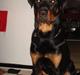 Rottweiler samson