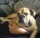 Engelsk bulldog olivia carina waldborg