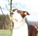 Amerikansk staffordshire terrier True Staff´s All eye´s on