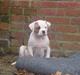 Amerikansk bulldog  bully... Kenzo...