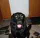 Labrador retriever thies