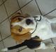 Beagle Basse