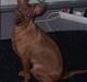 Dvaergpinscher Chanti