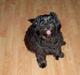 Tibetansk terrier Birthe
