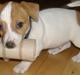 Jack russell terrier Felix