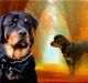 Rottweiler Darcho rip 16/10-09