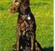 Flat coated retriever Asgeir