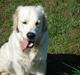 Golden retriever Balou