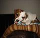 Jack russell terrier Felix