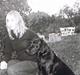 Labrador retriever Freja RIP