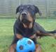 Rottweiler loke (fucker)