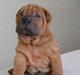 Shar pei Taz