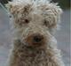 Lakeland terrier Blondie :o) <3