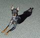 Engelsk toy terrier Fifi Gong Gong   