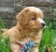 Nova scotia duck tolling retriever Tolkien