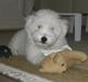 Coton de tulear Oskar